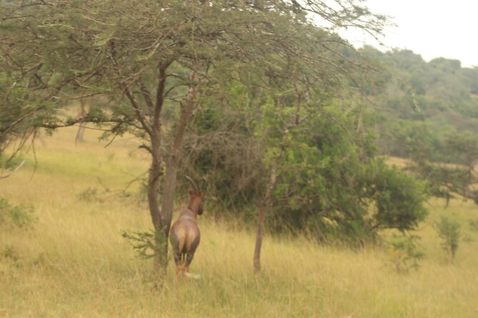 2 Day Lake Mburo National park wildlife Safari - A boat cruise for hippos, crocodiles, and fish eagles