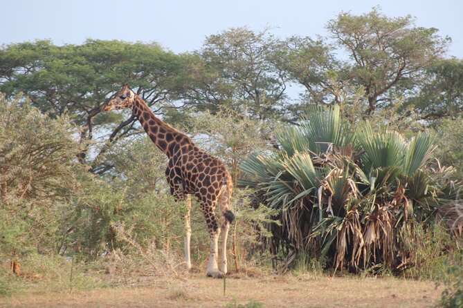 2 Day Lake Mburo National park wildlife Safari - The first game drive through savannah and woodland