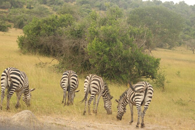 2 Day Lake Mburo National park wildlife Safari - Overnight accommodation and the value of an organized package