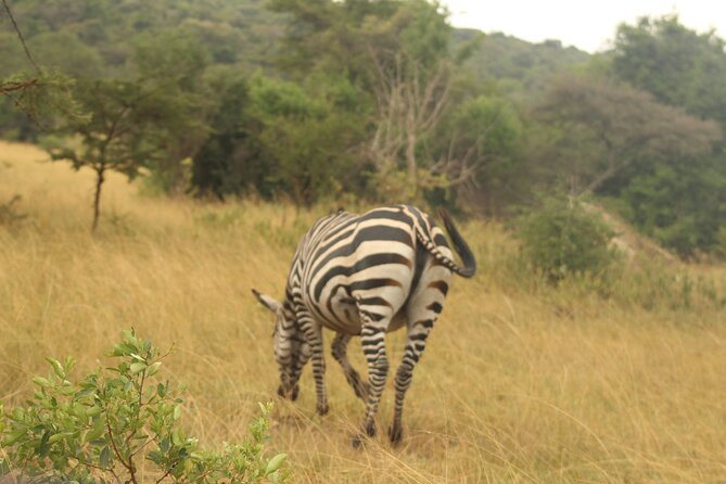 2 Day Lake Mburo National park wildlife Safari - The early morning drive on Day 2