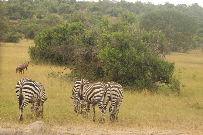 2 Day Lake Mburo National park wildlife Safari - Returning to Kampala by afternoon