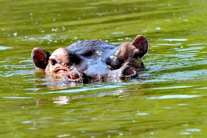 2-Day Wildlife Safari in Lake Mburo National Park - Day two: safari vehicle or bicycle