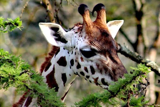 2-Day Wildlife Safari in Lake Mburo National Park - The guides and service