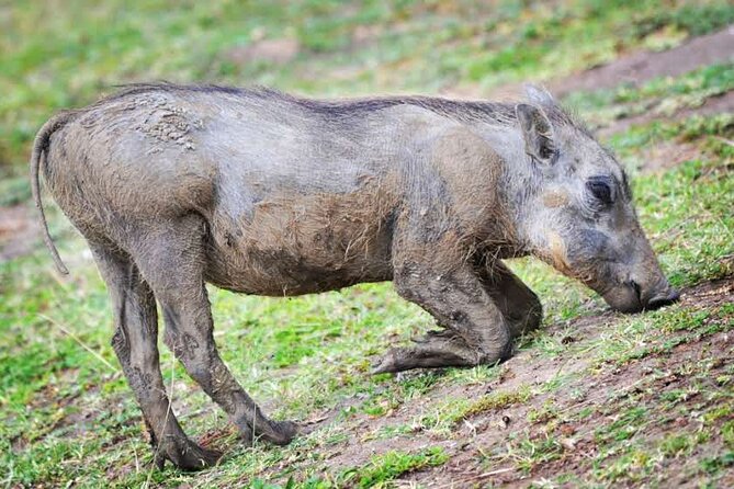 2-Day Wildlife Safari in Lake Mburo National Park - Who should book this safari?