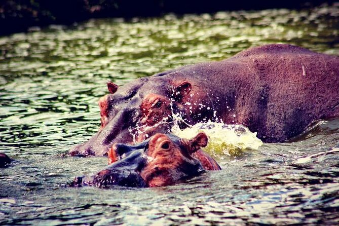 2-Day Wildlife Safari in Lake Mburo National Park - Practical tips for a smoother trip