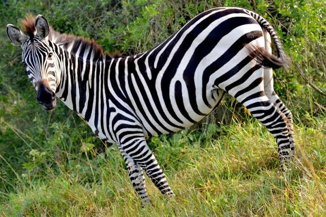 2-Day Wildlife Safari in Lake Mburo National Park - Leaving Kampala and reaching the park