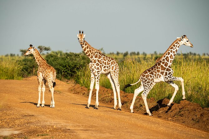 2 Days Budget Safari to Murchison Falls National Park - Key points before you book