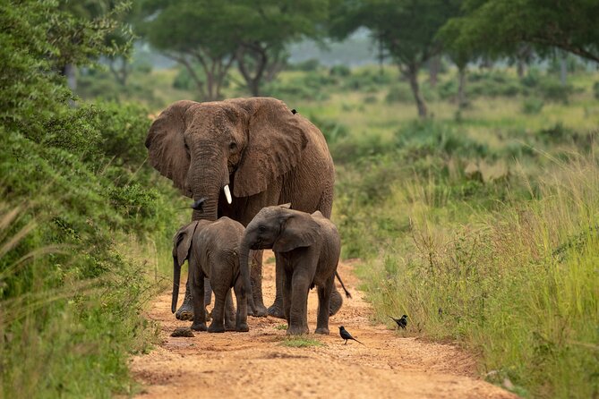2 Days Budget Safari to Murchison Falls National Park - Why this short safari works