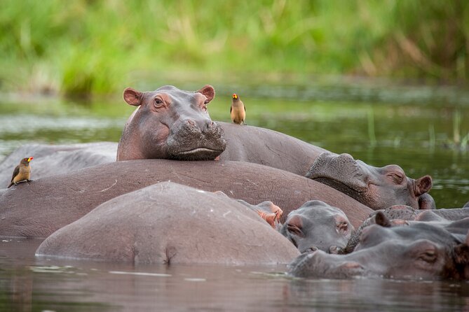 2 Days Budget Safari to Murchison Falls National Park - The evening drive to the lodge