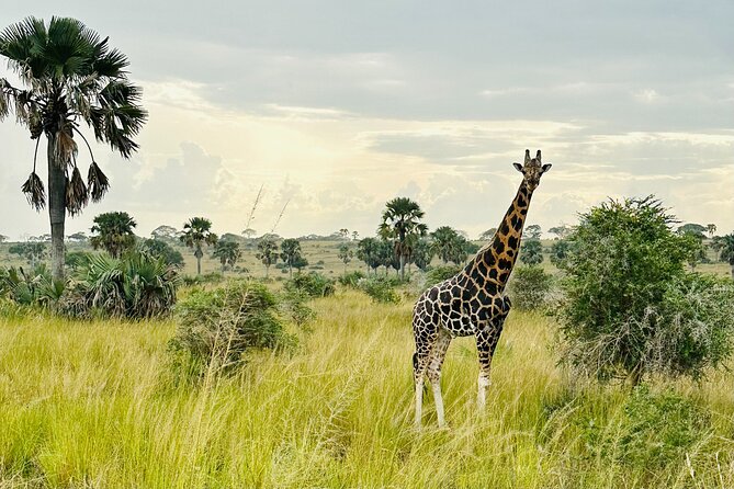 2 Days Budget Safari to Murchison Falls National Park - The Kampala to Masindi road journey