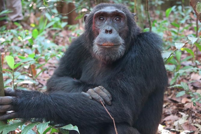 2 Days Chimpazee Safari In kibale Forest Park Uganda. - Key points to know before booking