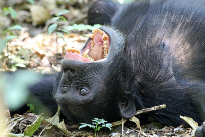 2 Days Chimpazee Safari In kibale Forest Park Uganda. - Why Kibale is worth the long road from Kampala