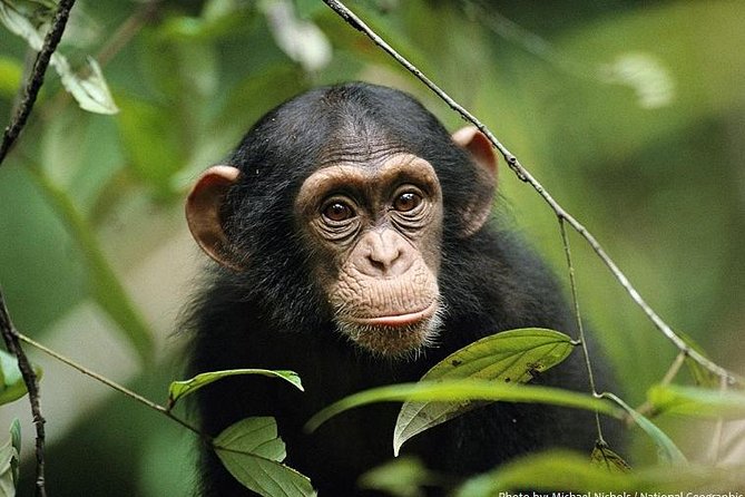 2 Days Chimpazee Safari In kibale Forest Park Uganda. - Day two: reporting at Kanyanchu at 8:00 a.m.