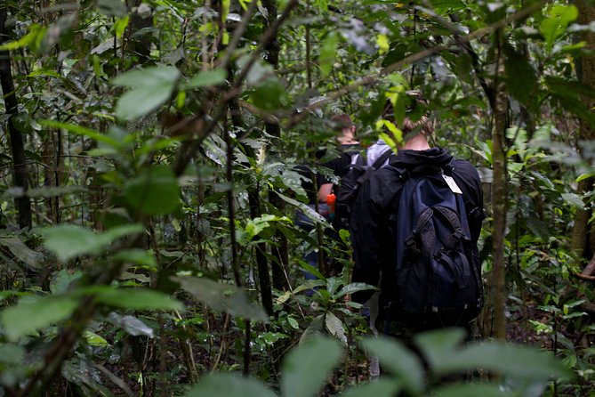 2 Days Chimpazee Safari In kibale Forest Park Uganda. - What the $1,850 price really covers