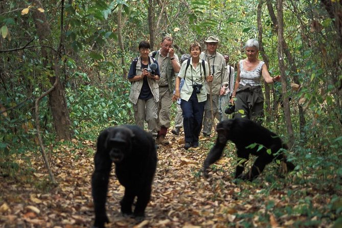 2 Days Chimpazee Safari In kibale Forest Park Uganda. - The Budongo Forest issue deserves a direct question