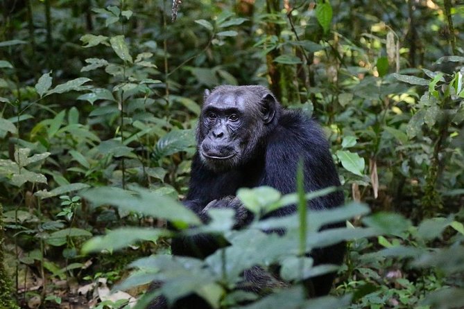 2 Days Chimpazee Safari In kibale Forest Park Uganda. - Who will enjoy this safari most