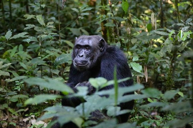 2 Days Chimpazee Safari In kibale Forest Park Uganda. - A private lodge night makes the schedule easier