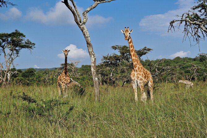 2 Days Cycling Safari To Lake Mburo National Park - Leaving Kampala at 7:00 am