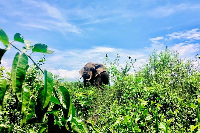 2 Days Family Safari to Murchison Falls Park Uganda - Day one: the Luwero Triangle and Ziwa rhinos