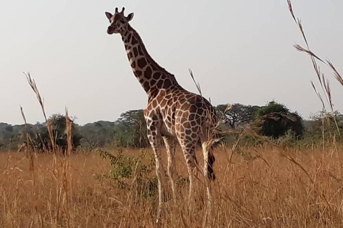 2 Days Family Safari to Murchison Falls Park Uganda - The evening Nile cruise and the fee question