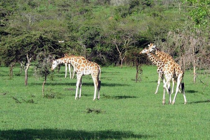 2 Days Family Safari to Murchison Falls Park Uganda - Day two: the Delta game drive