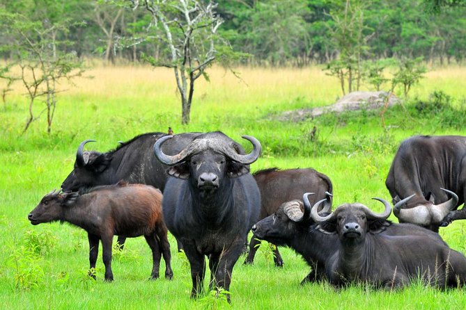 2 Days Family Safari to Murchison Falls Park Uganda - The return to Kampala or Entebbe