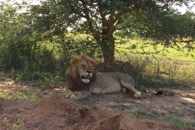 2 days Murchison Falls and Wildlife Game Viewing - Why this two-day safari works for a tight schedule