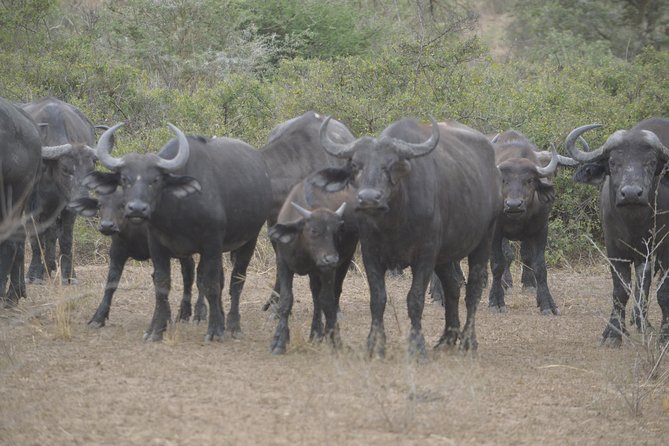 2 days Murchison Falls and Wildlife Game Viewing - The evening game drive toward the lodge