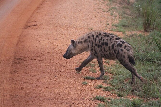 2 days Murchison Falls and Wildlife Game Viewing - The 6:30 am game drive