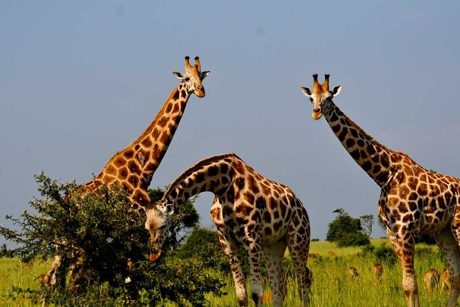 2 Days Murchison Falls Park Vacation - Ziwa Rhino Sanctuary, a meaningful first stop