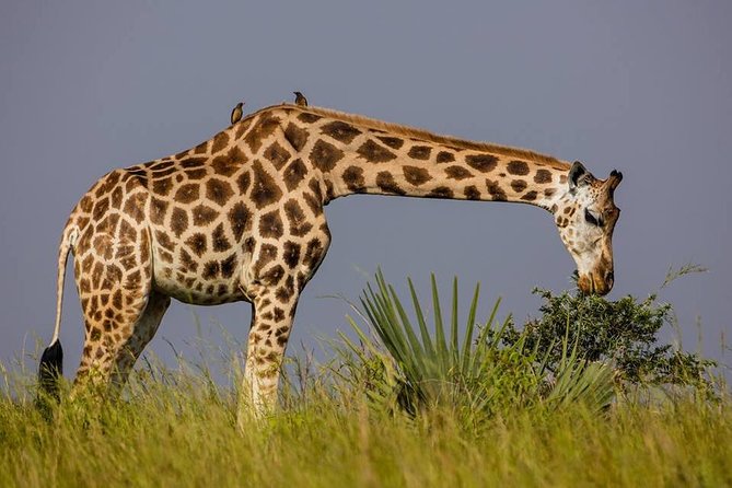 2 Days Popular Safari to Lake Mburo National Park - A two-hour boat ride on Lake Mburo