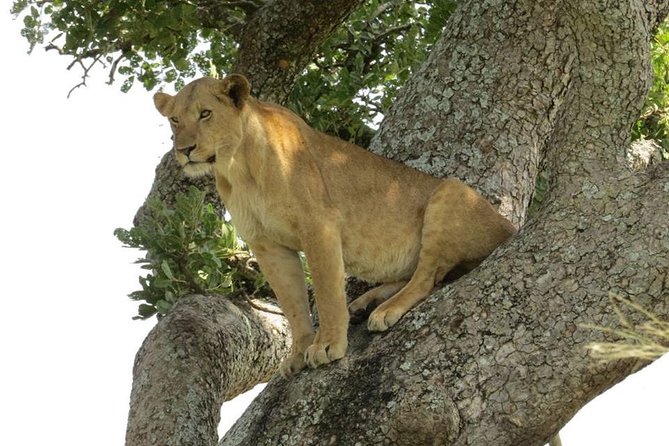 2 Days Popular Safari to Lake Mburo National Park - Your overnight stay and what the price covers