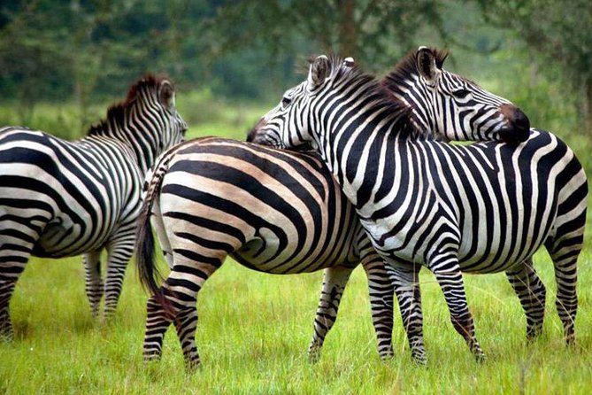 2 Days Popular Safari to Lake Mburo National Park - Leaving Kampala for Mpambire drum village