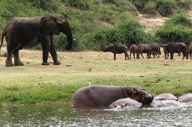 2 Days Safari To Queen Elizabeth National Park with Cruise - Why this short Uganda safari works