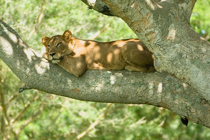 2 Days Safari To Queen Elizabeth National Park with Cruise - The Kazinga Channel cruise and its animal viewing
