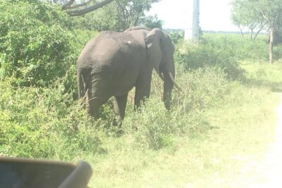 2 Days Safari To Queen Elizabeth National Park with Cruise
