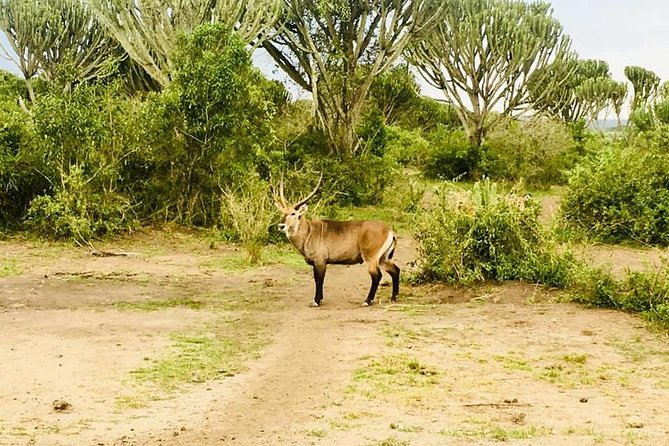 2 Days Safari To Queen Elizabeth National Park with Cruise - What the $1,350 price includes