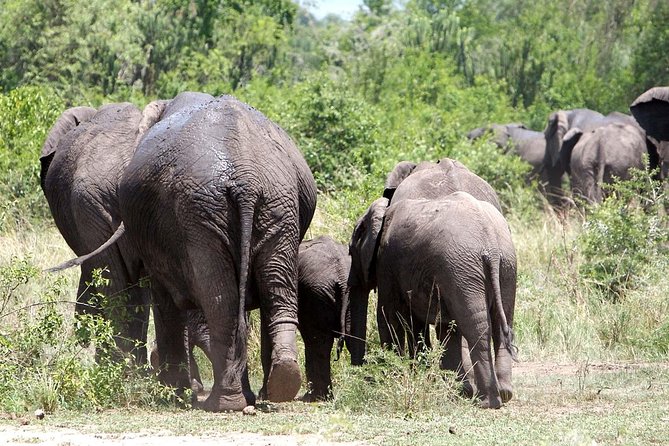 2 Days Safari To Queen Elizabeth National Park with Cruise - Booking details and cancellation terms