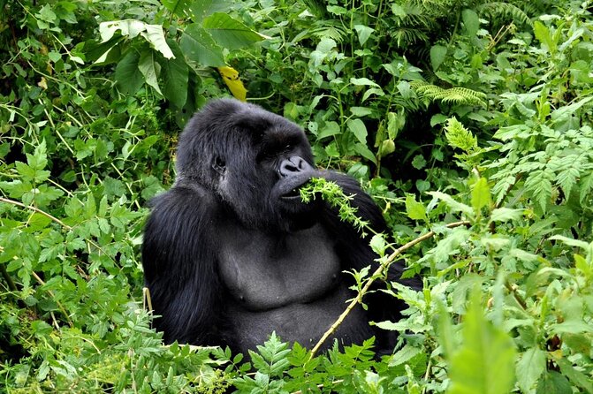 25 day uganda Rwanda kenya and Tanzania safari Zanzibar inclusive - Key things to know before you book