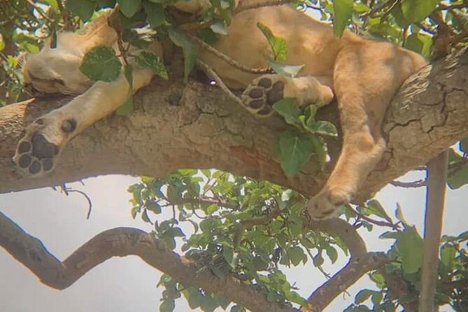 25 day uganda Rwanda kenya and Tanzania safari Zanzibar inclusive - What the $25,500 price means