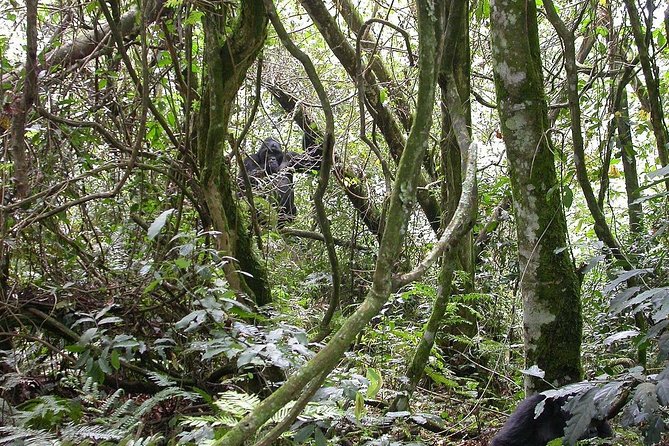 2days Bwindi NP gorilla trekking - Is $990 per person fair value?