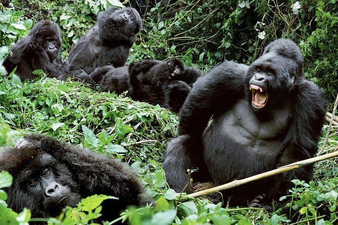 3-Day Climax Guided Gorilla Trekking Mist and Batwa Safari - What the three days are really like