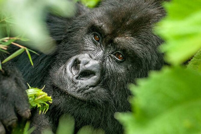 3-Day Climax Guided Gorilla Trekking Mist and Batwa Safari - Day 1: From Kampala to Bwindi through western Uganda