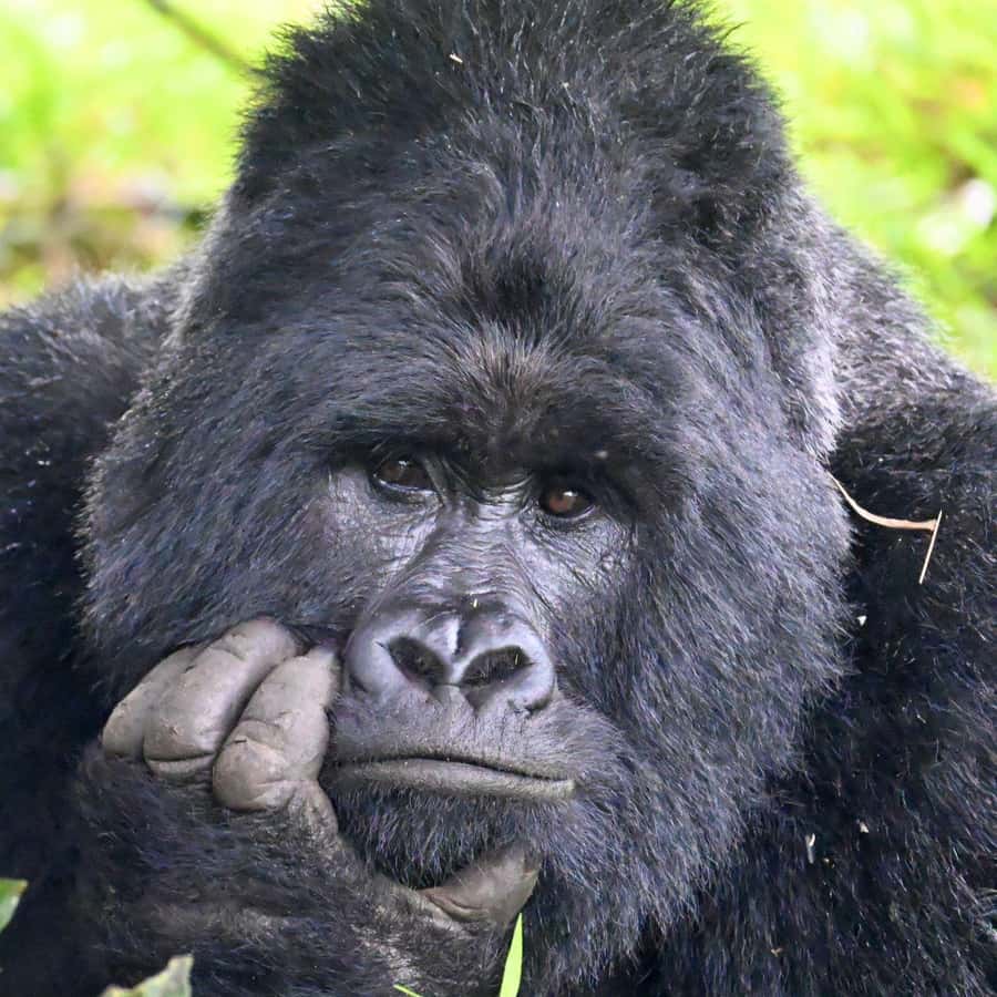 3-Day Gorilla Experience In Uganda - Key points to know before you book