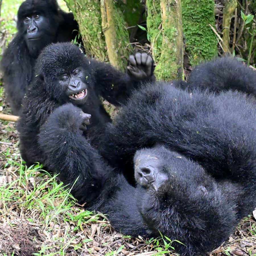 3-Day Gorilla Experience In Uganda - Why this three-day Uganda trip works