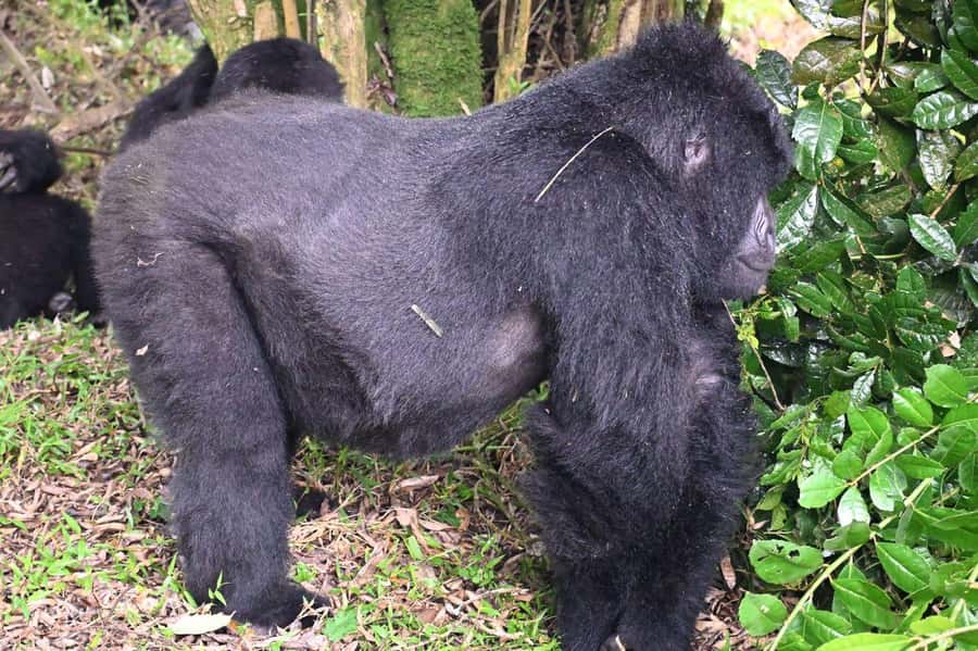 3-Day Gorilla Experience In Uganda - Day one: forest views and a Batwa community visit