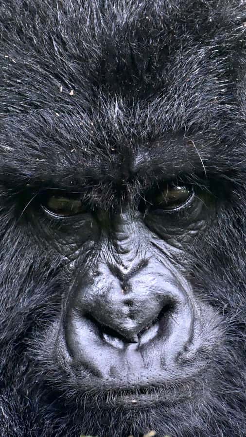 3-Day Gorilla Experience In Uganda - Day two: walking into Bwindi for the gorillas