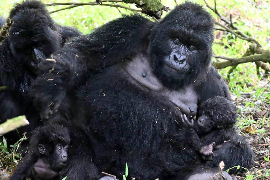 3-Day Gorilla Experience In Uganda - Starting from Kigali or Entebbe