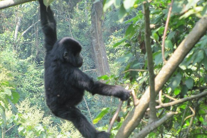 3-Day Gorilla Trekking Budget Safari in Uganda - Why this short Uganda safari works
