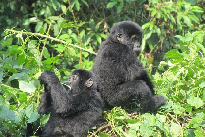 3-Day Gorilla Trekking Budget Safari in Uganda - Day 1: From Entebbe through Masaka and Mbarara